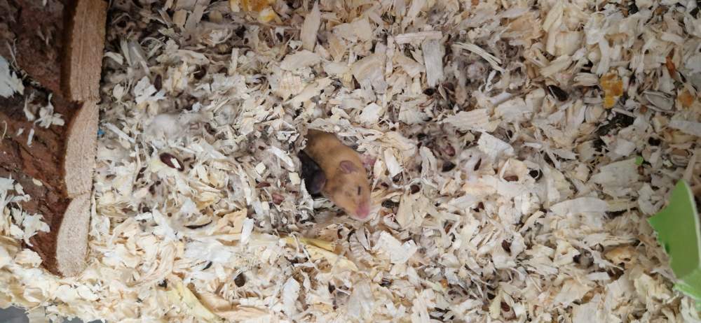 Fancy mouse Available for rehoming Mus musculus Netherlands, Zaandijk