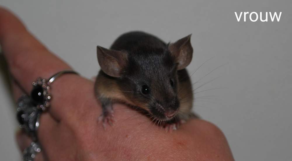 Fancy mouse Breeder Mus musculus 