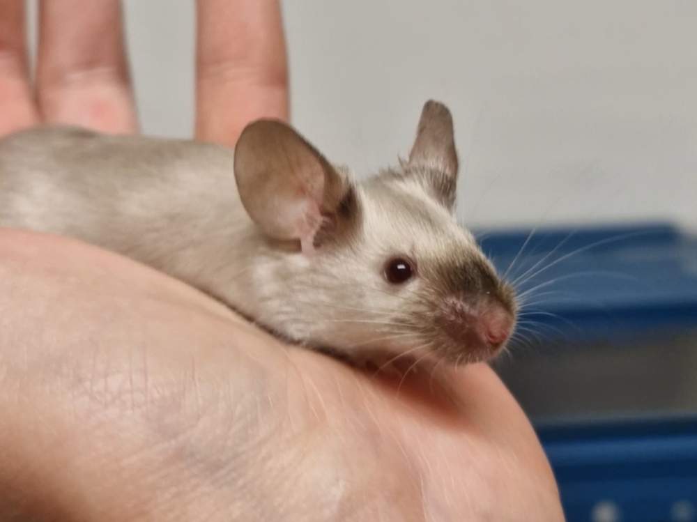 Fancy mouse Pet only Mus musculus 