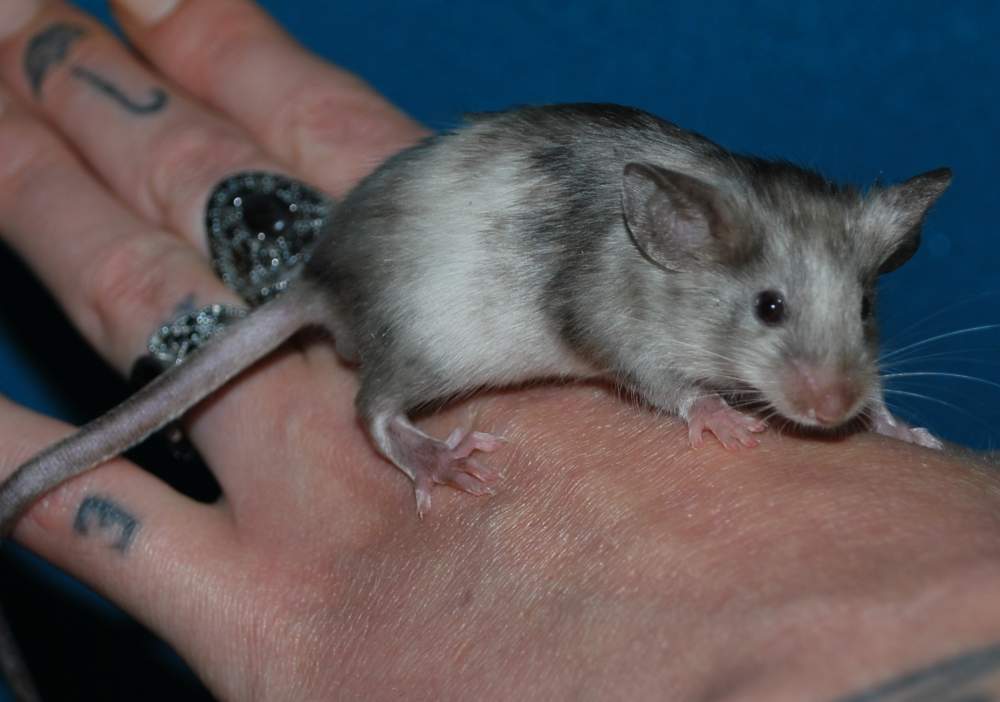 Fancy mouse Pet only Mus musculus 