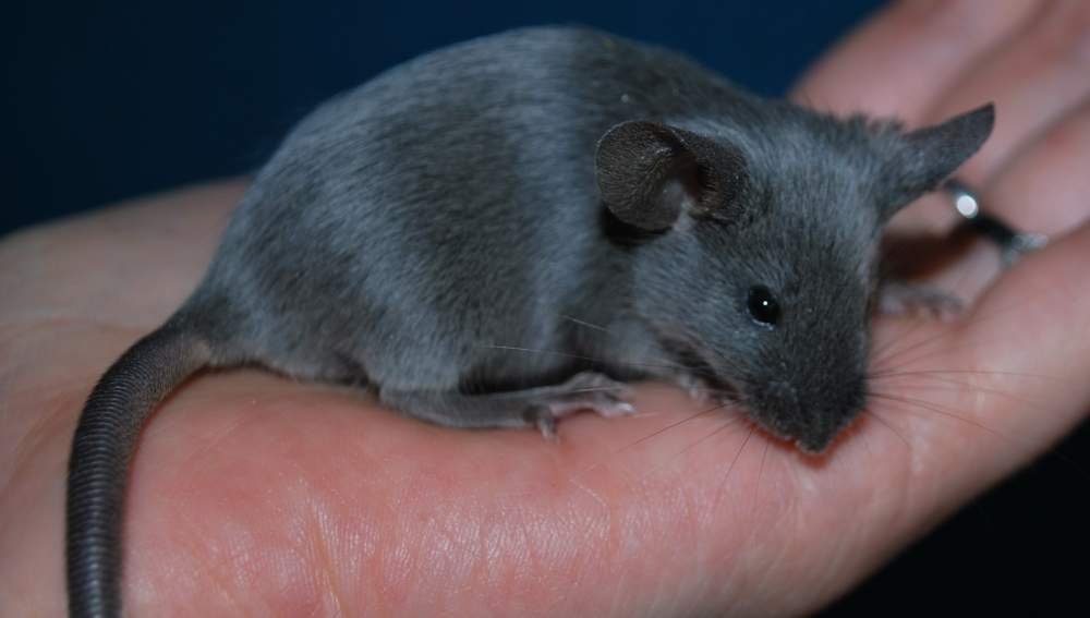 Fancy mouse Breeder Mus musculus 