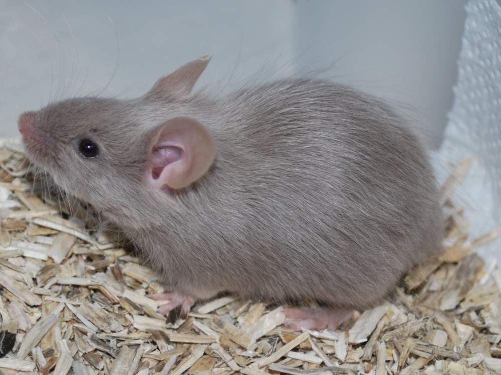 Fancy mouse Breeder Mus musculus 