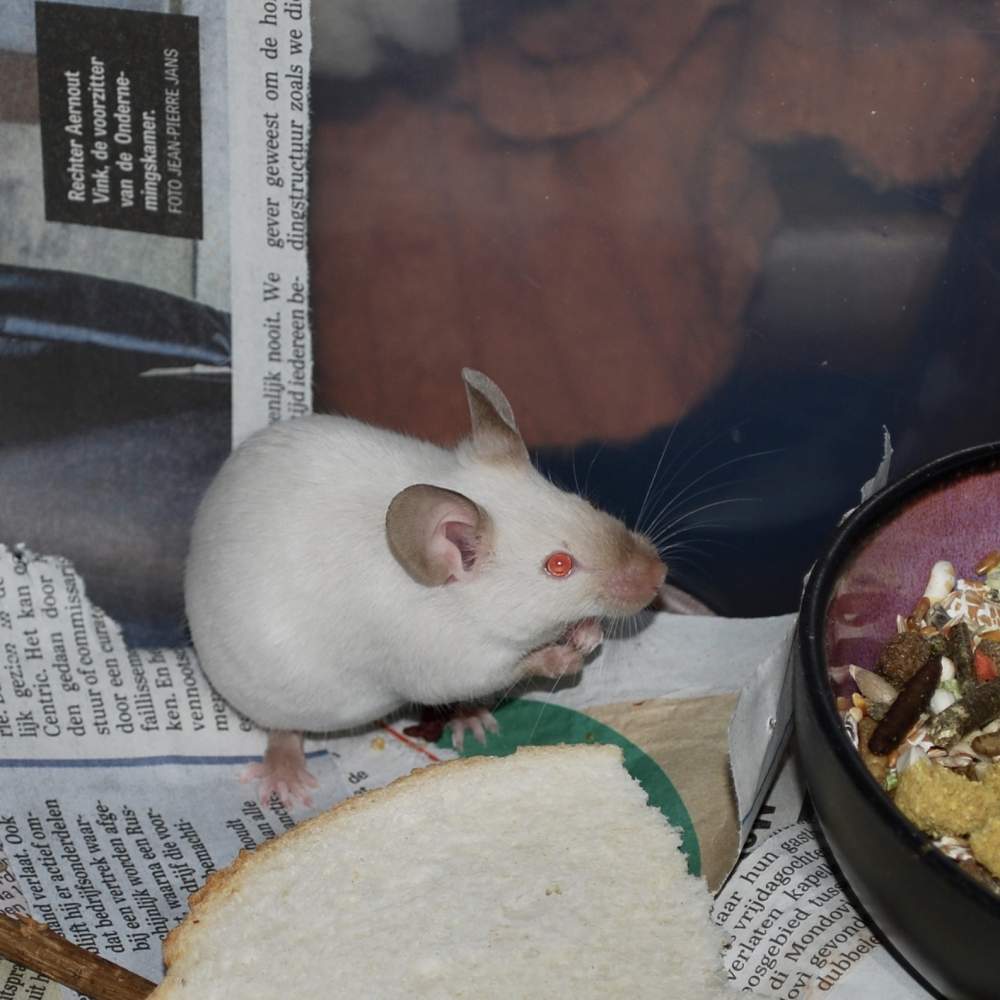 Fancy mouse Pet only Mus musculus 