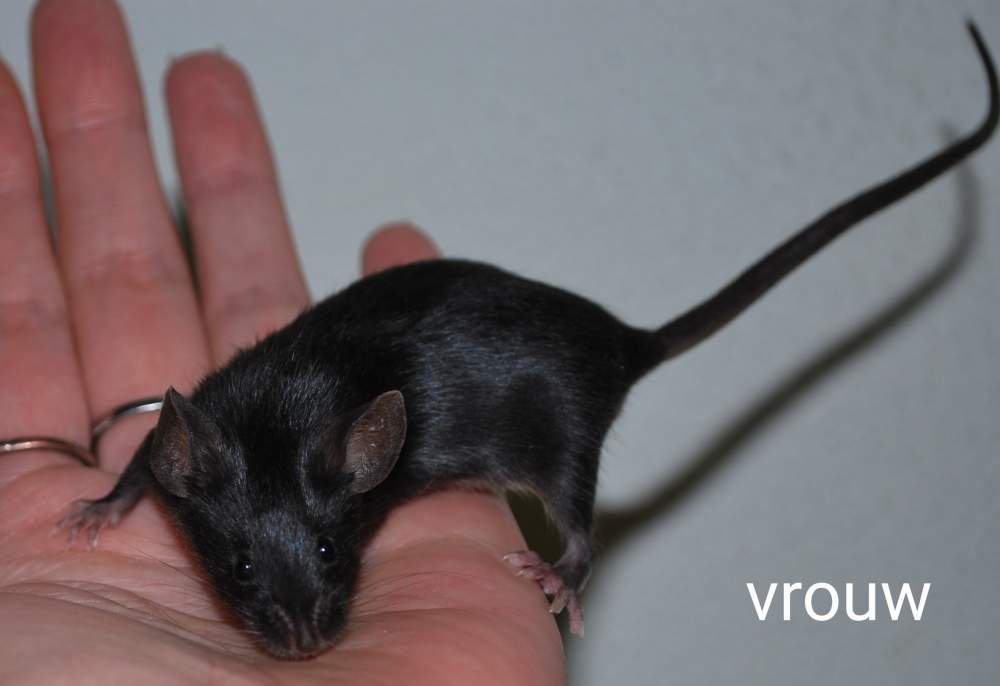 Fancy mouse Deceased Mus musculus 