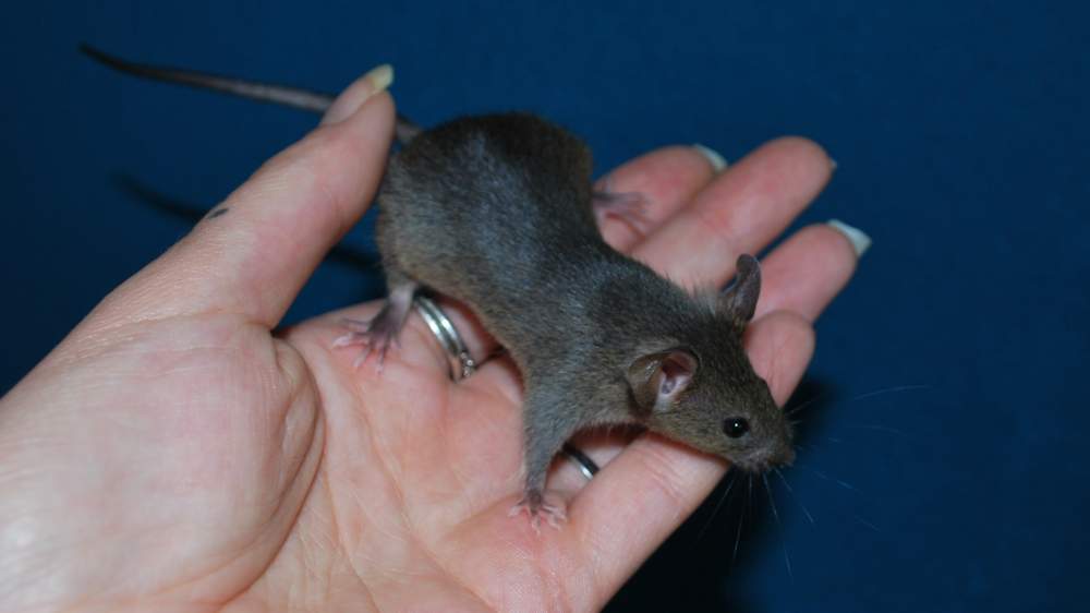 Fancy mouse Rehomed Mus musculus 