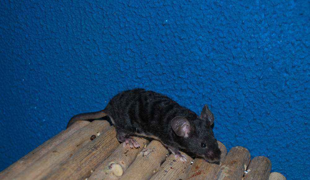 Fancy mouse Rehomed Mus musculus 