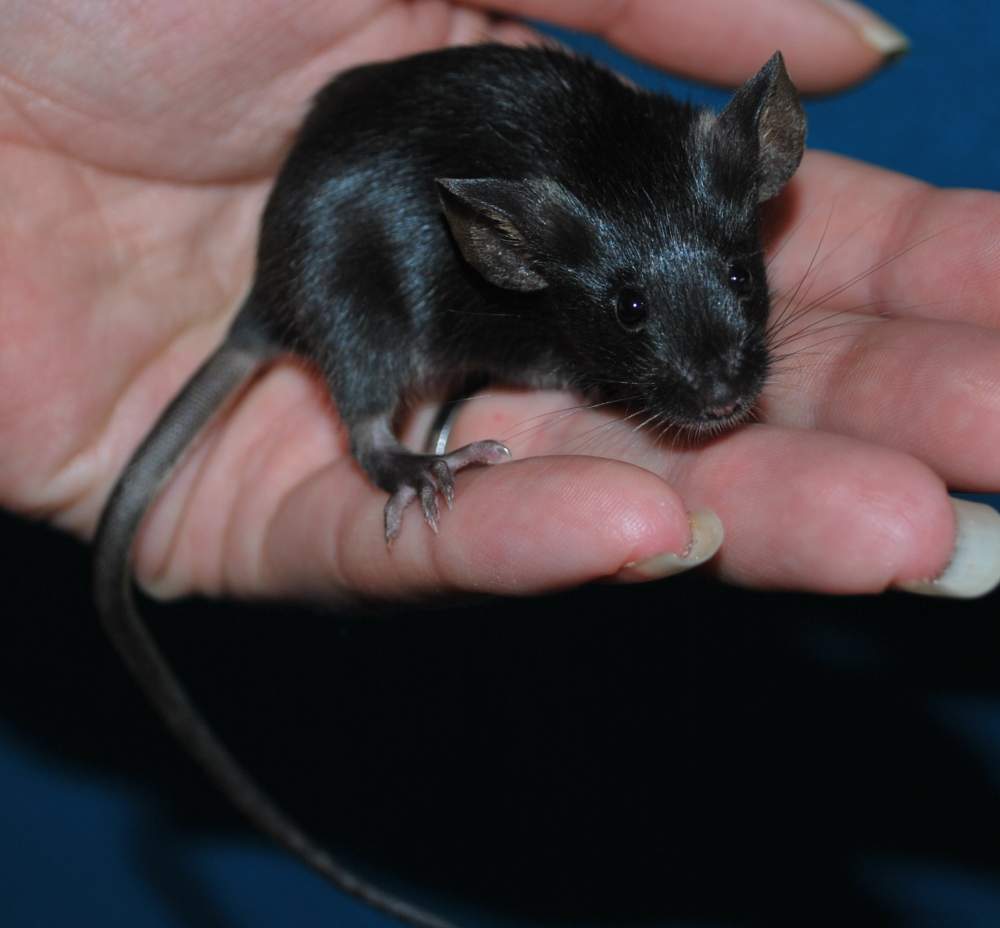Fancy mouse Breeder Mus musculus 