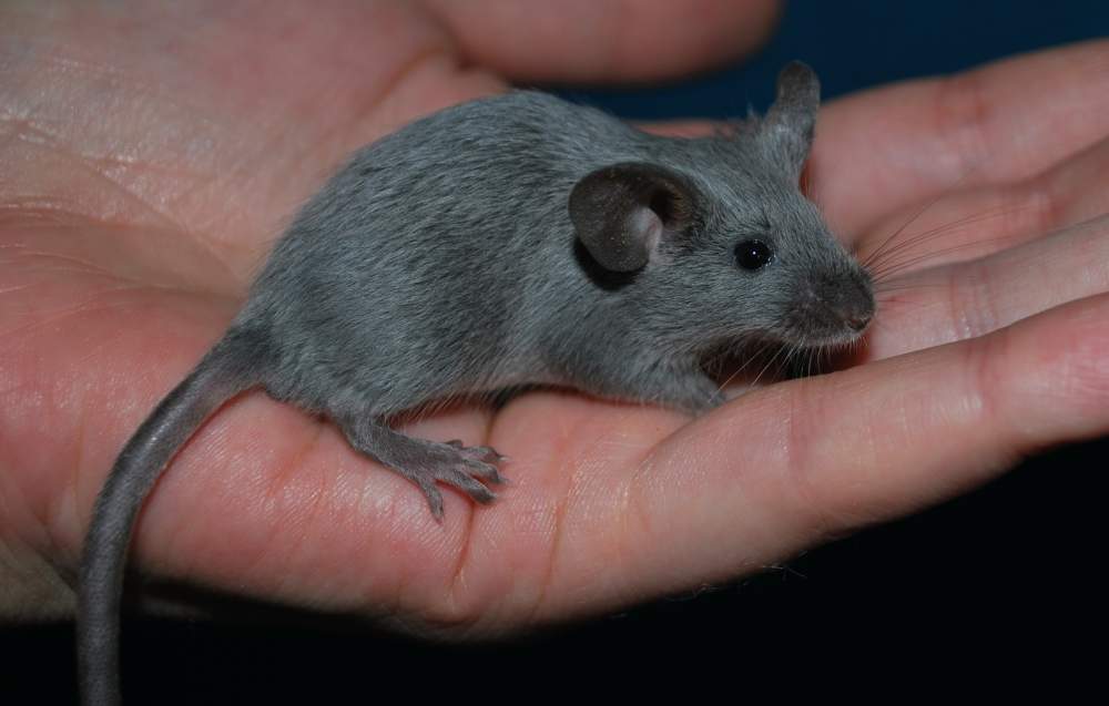 Fancy mouse Pet only Mus musculus 