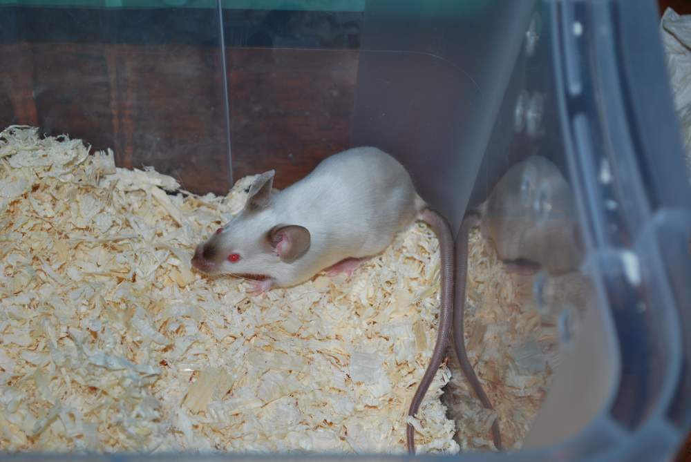 Fancy mouse Breeder Mus musculus 