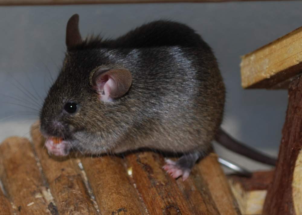 Fancy mouse Pet only Mus musculus 