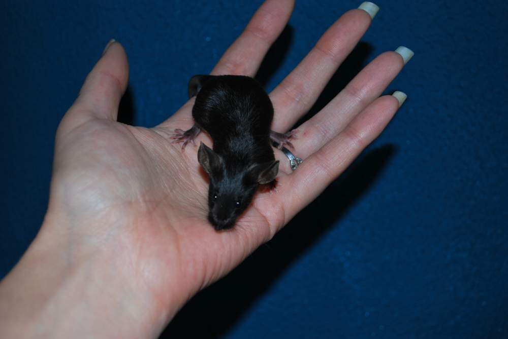 Fancy mouse Pet only Mus musculus 