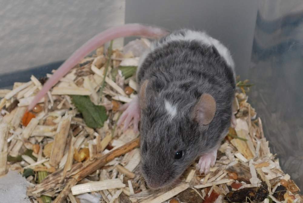 Fancy mouse Pet only Mus musculus 