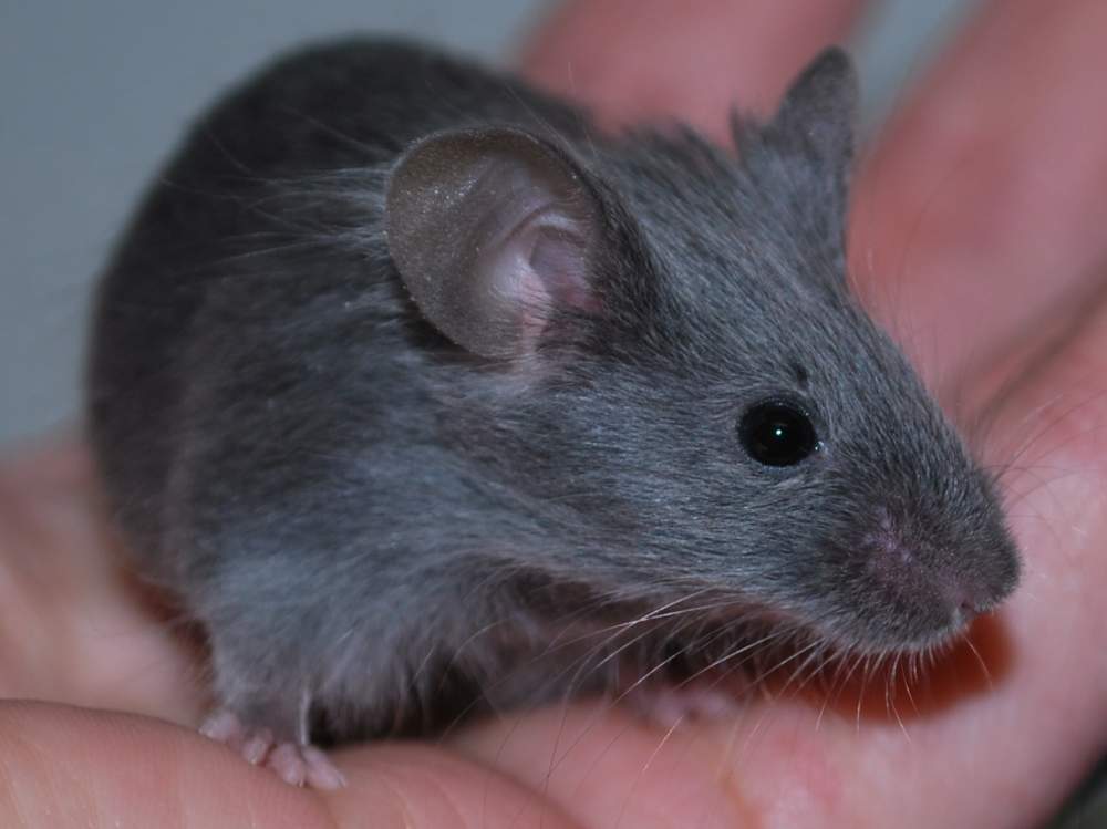 Fancy mouse Available for rehoming Mus musculus 