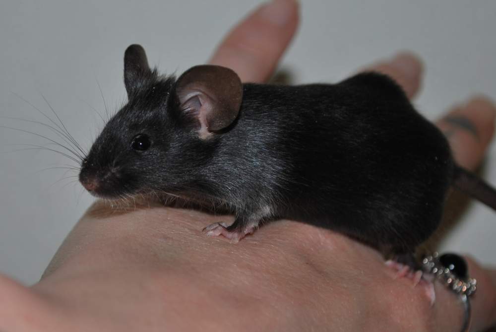 Fancy mouse Pet only Mus musculus 