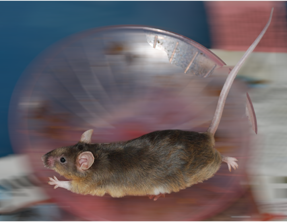 Fancy mouse Breeder Mus musculus 