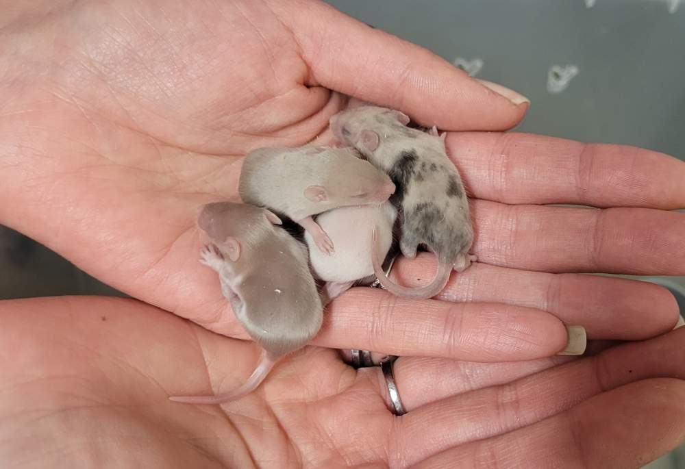 Fancy mouse Pet only Mus musculus 