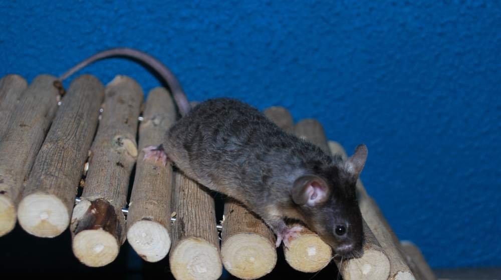 Fancy mouse Rehomed Mus musculus 