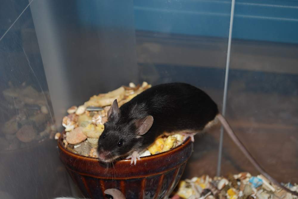 Fancy mouse Breeder Mus musculus 