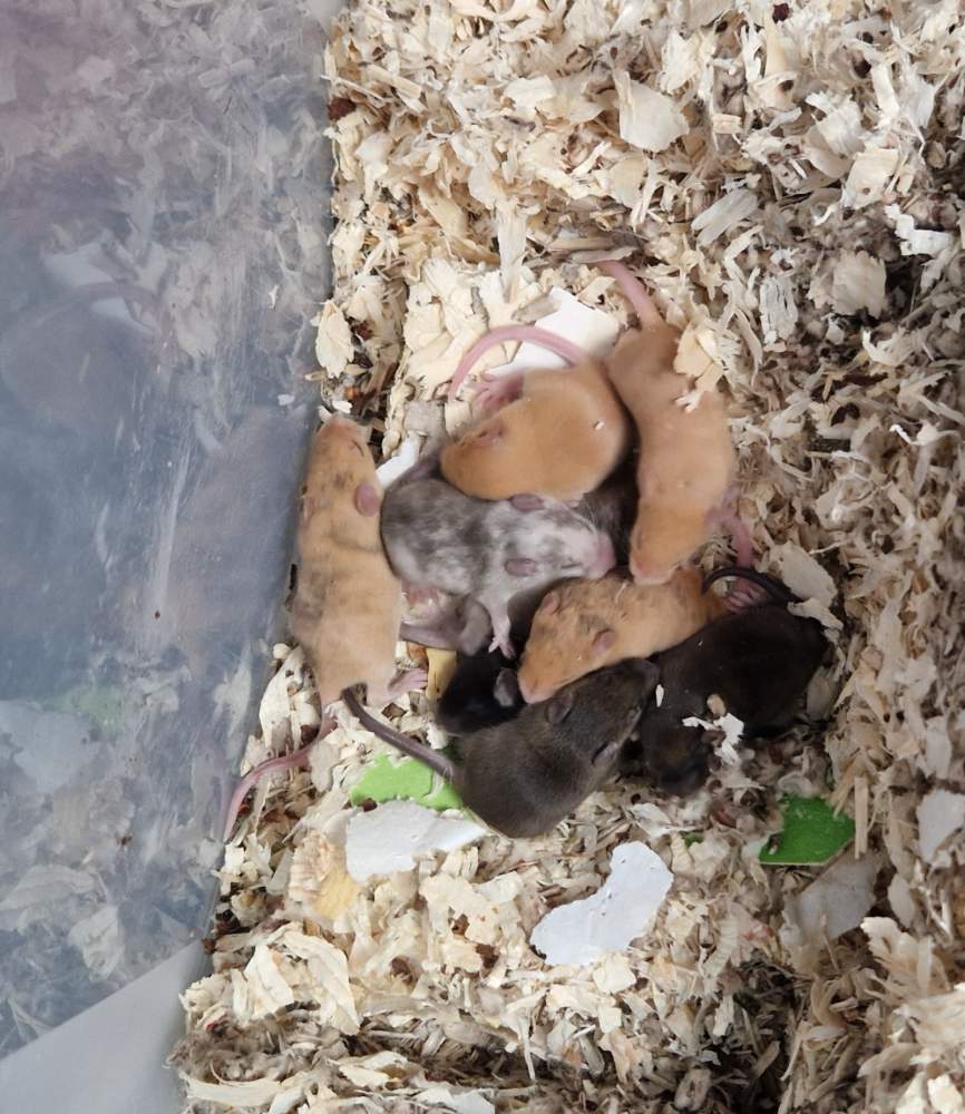 Fancy mouse Available for rehoming Mus musculus Netherlands, Zaandijk