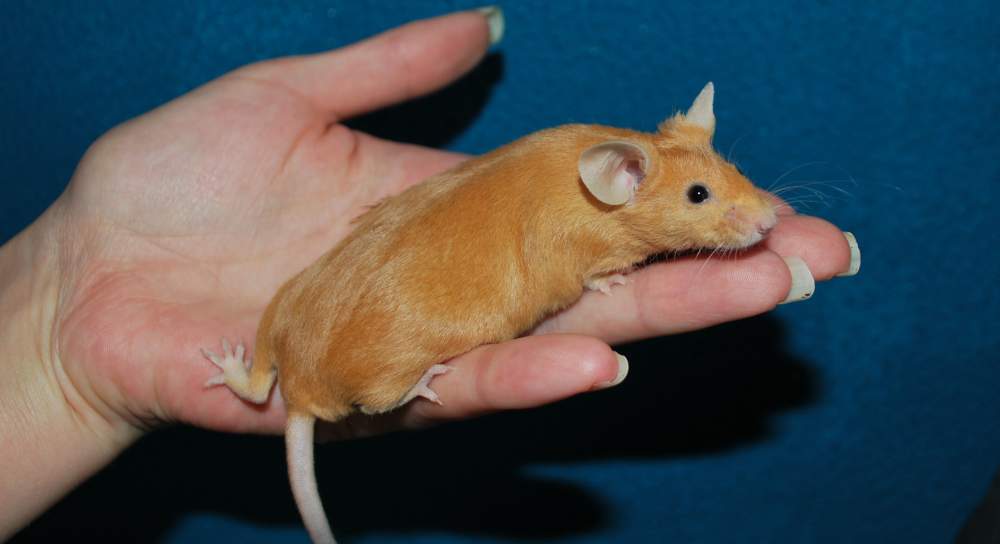 Fancy mouse Breeder Mus musculus 