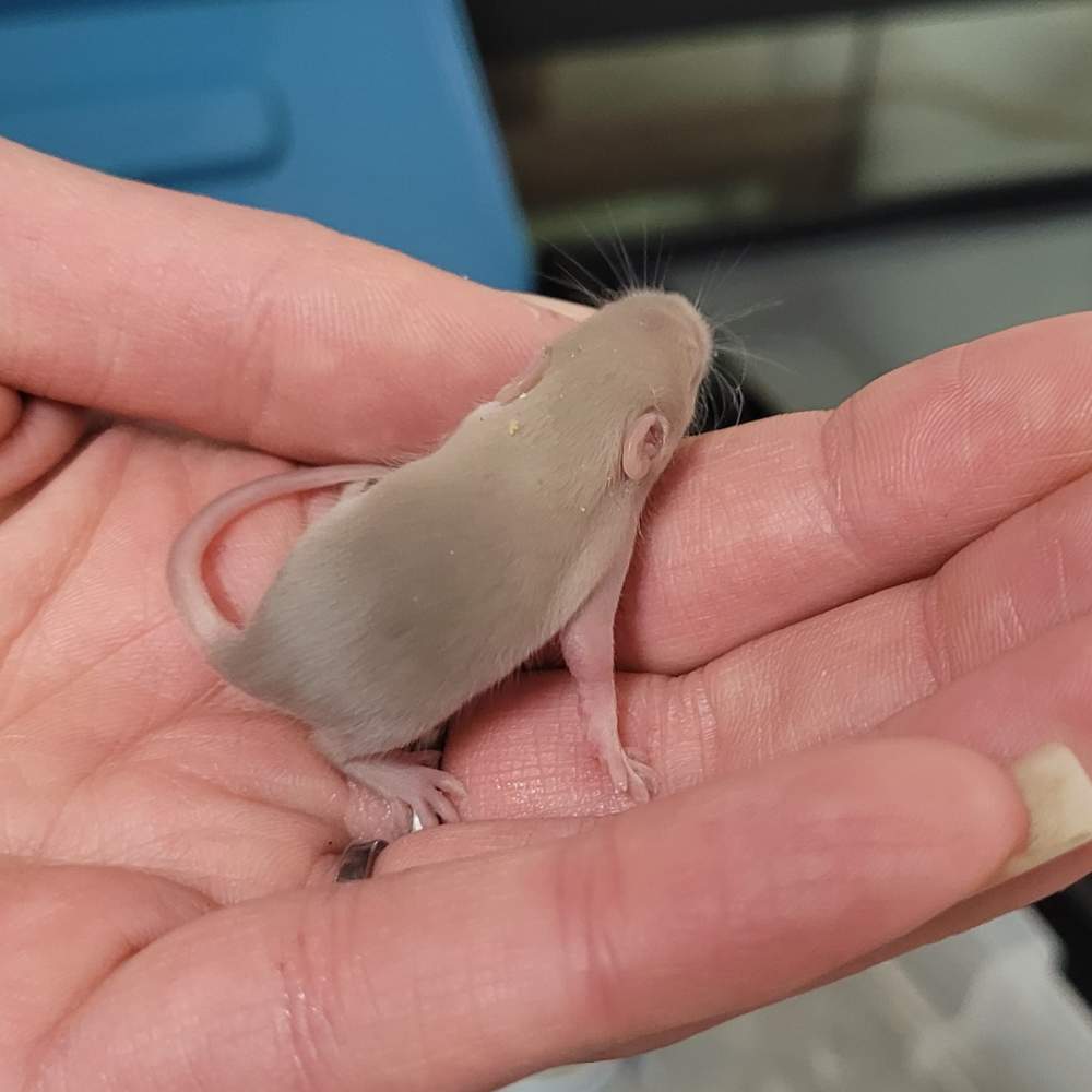 Fancy mouse Pet only Mus musculus 