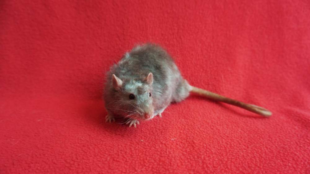 Fancy rat Retired Rattus norvegicus 