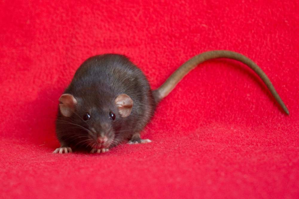 Fancy rat Deceased Rattus norvegicus 