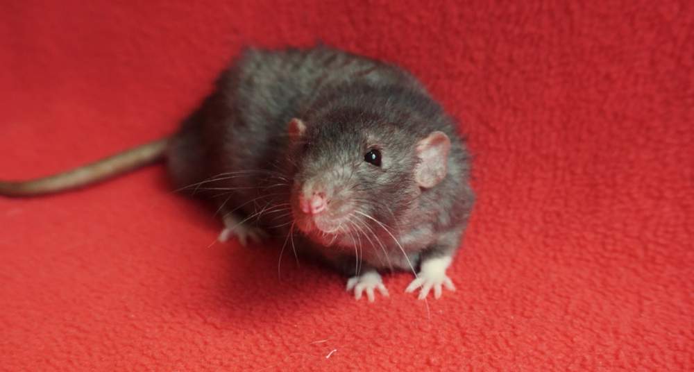 Fancy rat Retired Rattus norvegicus 