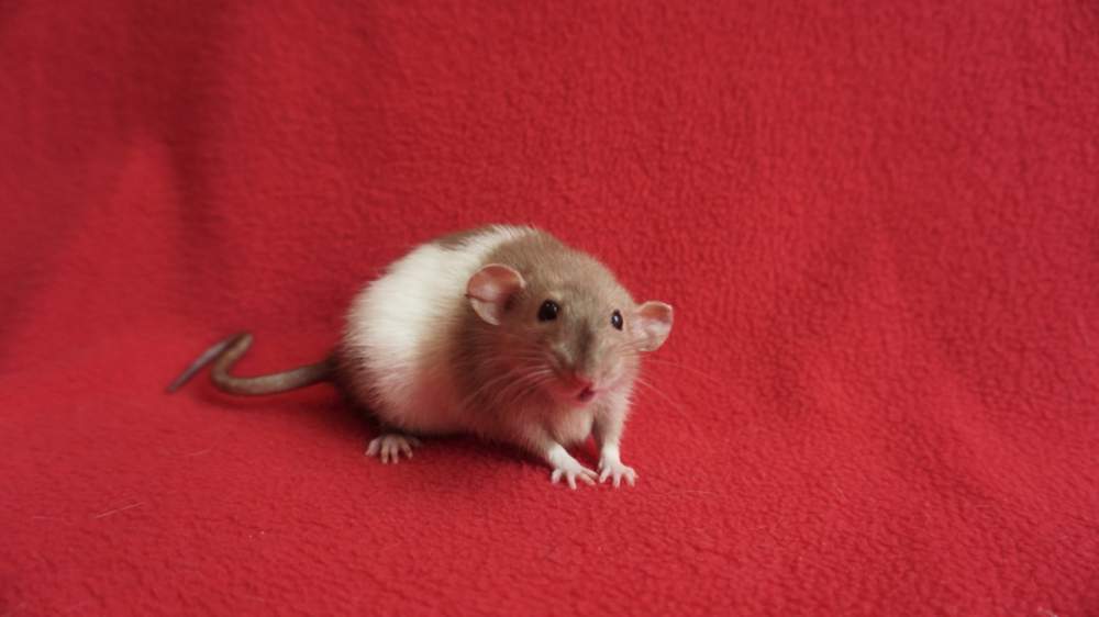 Fancy rat Deceased Rattus norvegicus 