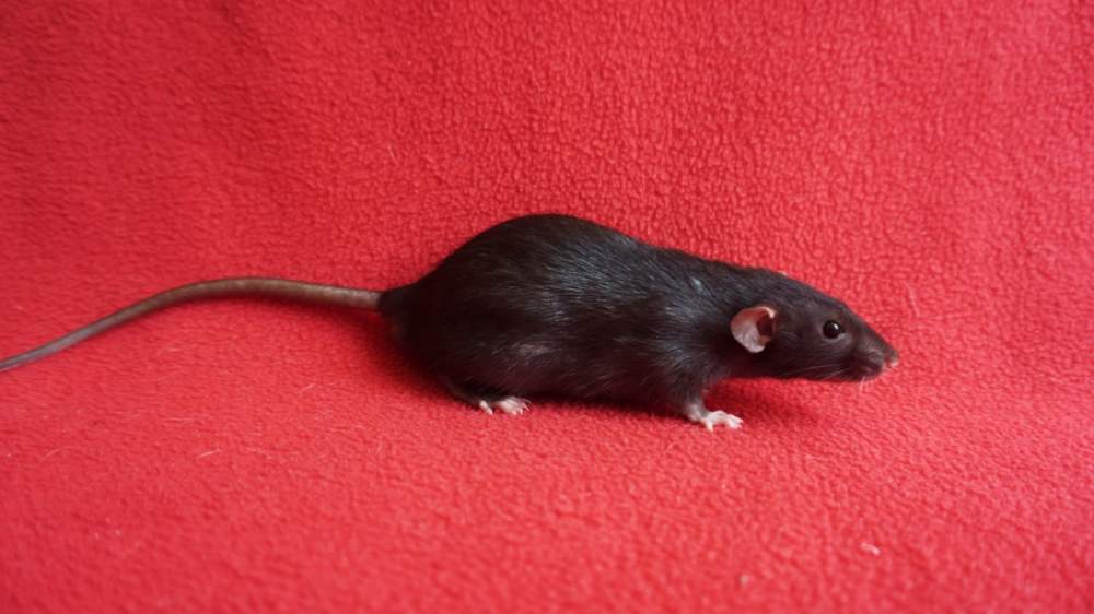 Fancy rat Retired Rattus norvegicus 