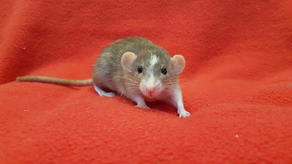 Fancy rat Deceased Rattus norvegicus 