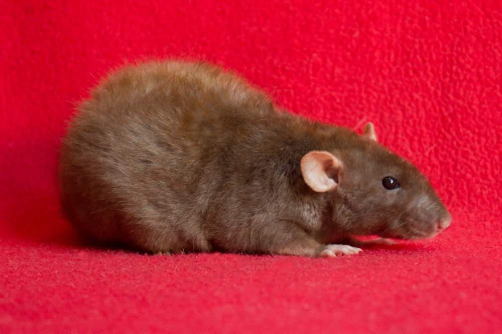 Fancy rat Deceased Rattus norvegicus 