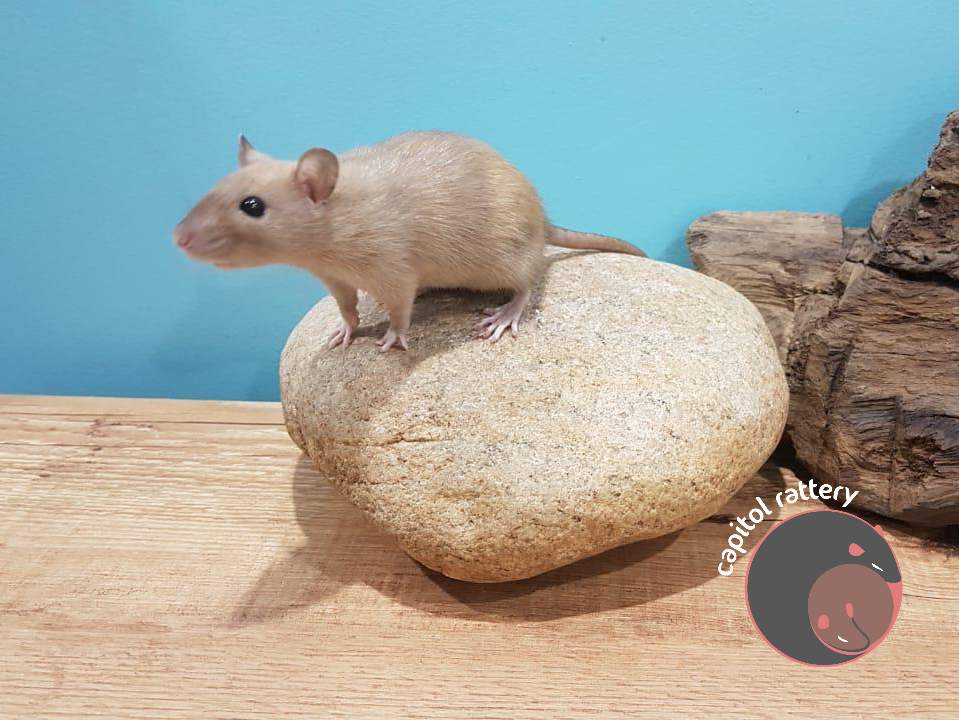 Fancy rat Breeder Minibu AZ 1896