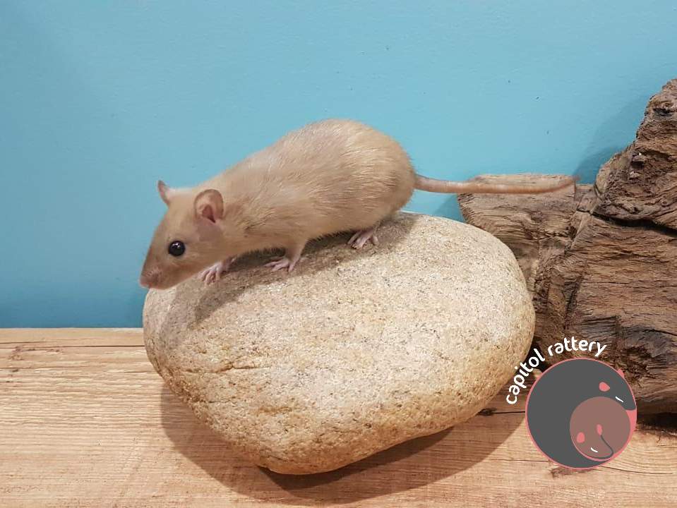 Fancy rat Breeder Rattus norvegicus 