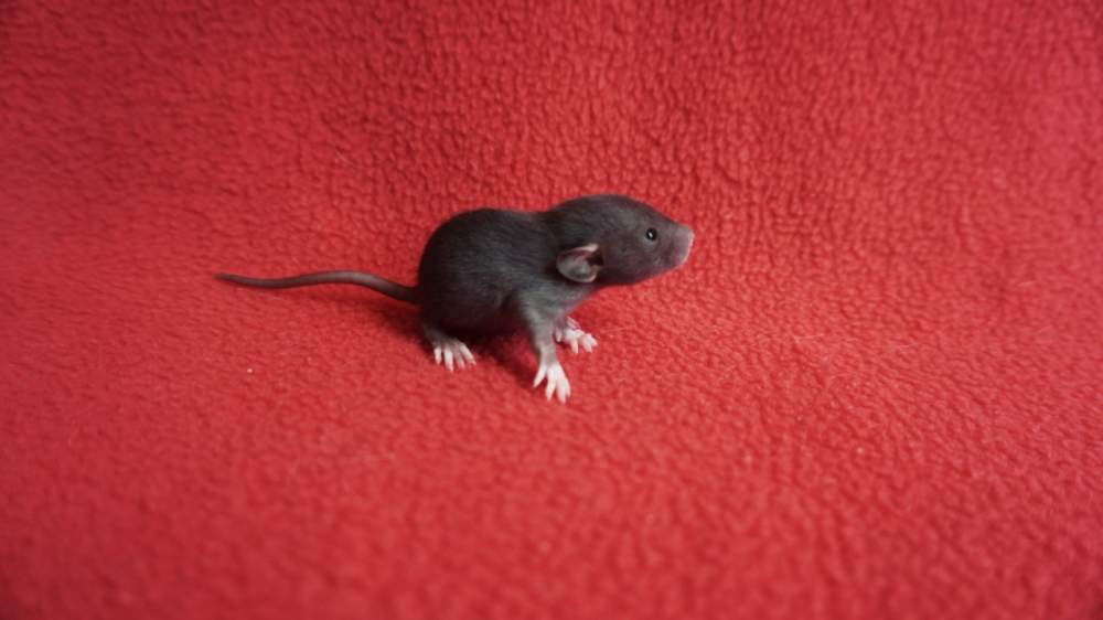 Fancy rat Deceased Rattus norvegicus 