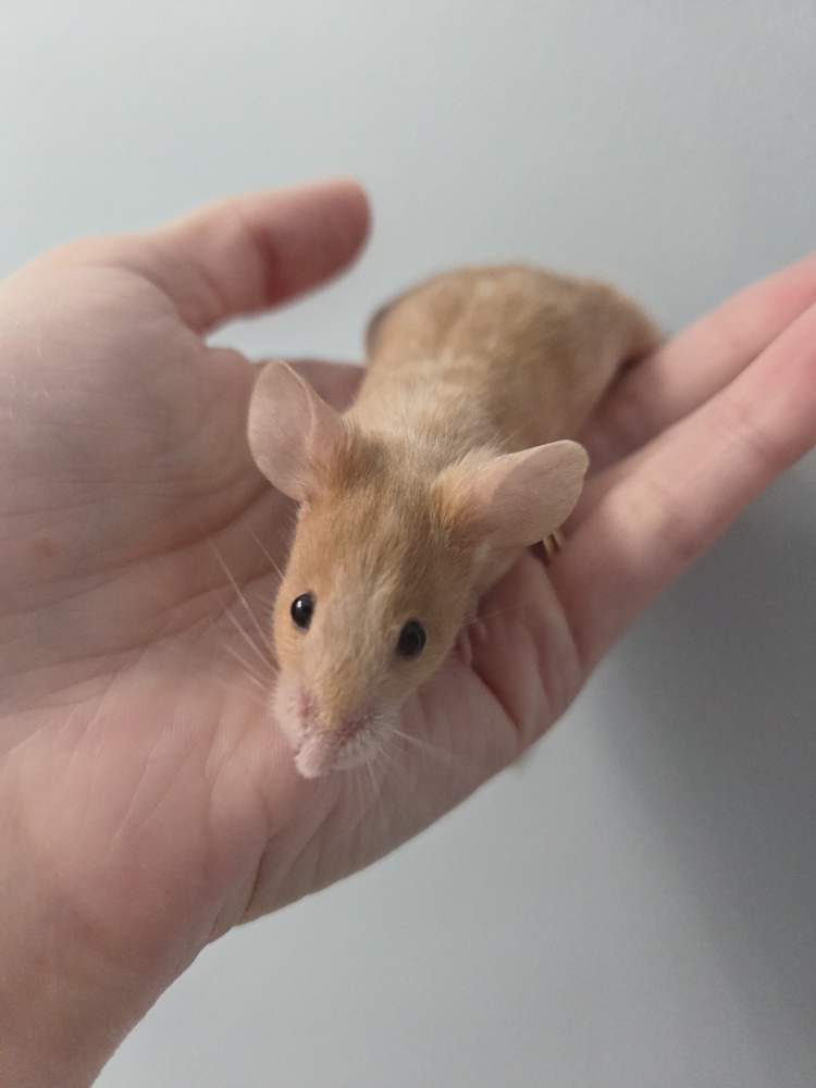 Fancy mouse Breeder Mus musculus 
