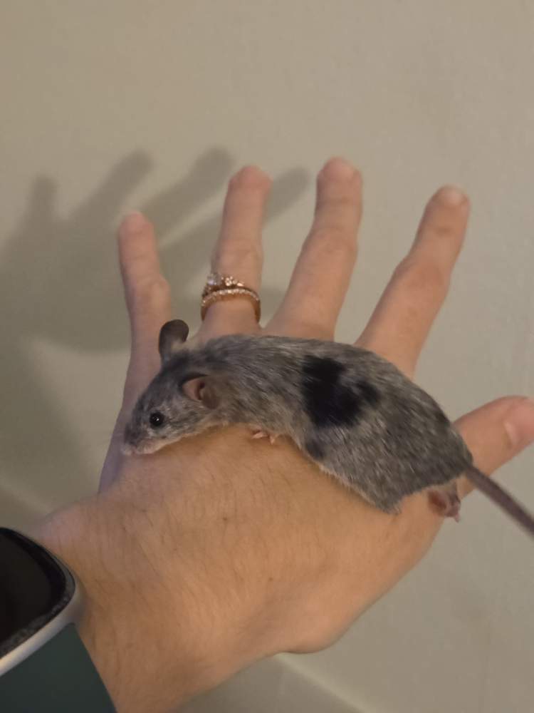 Fancy mouse Breeder Mus musculus 