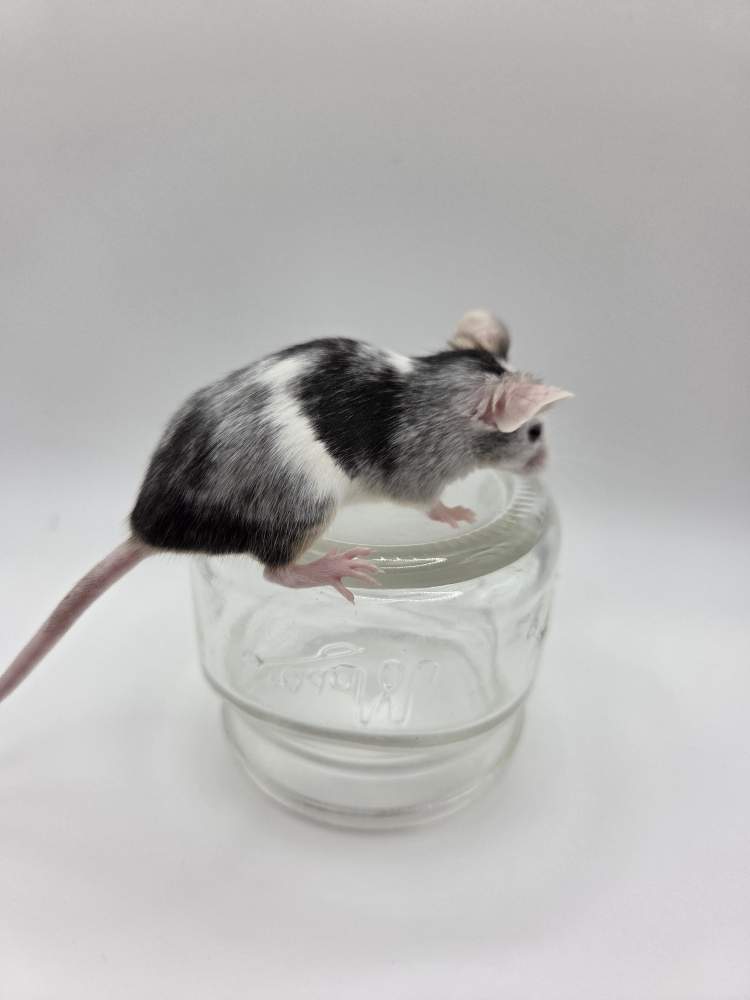 Fancy mouse Breeder Mus musculus 