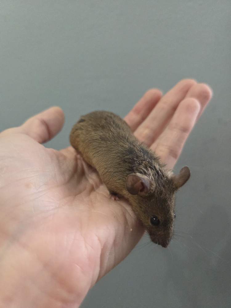 Fancy mouse Breeder Mus musculus 
