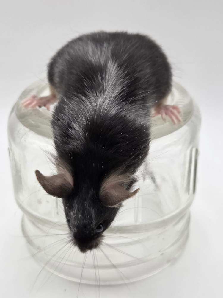 Fancy mouse Breeder Mus musculus 