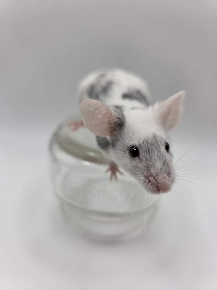 Fancy mouse Breeder Mus musculus 