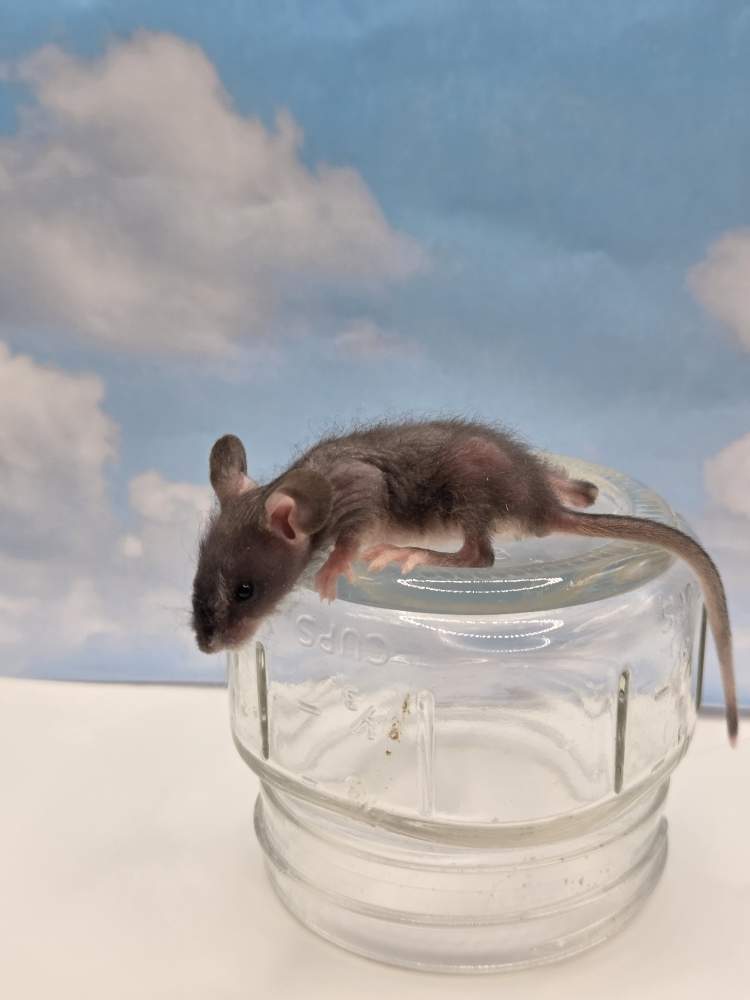 Fancy mouse Owned by other Mus musculus 