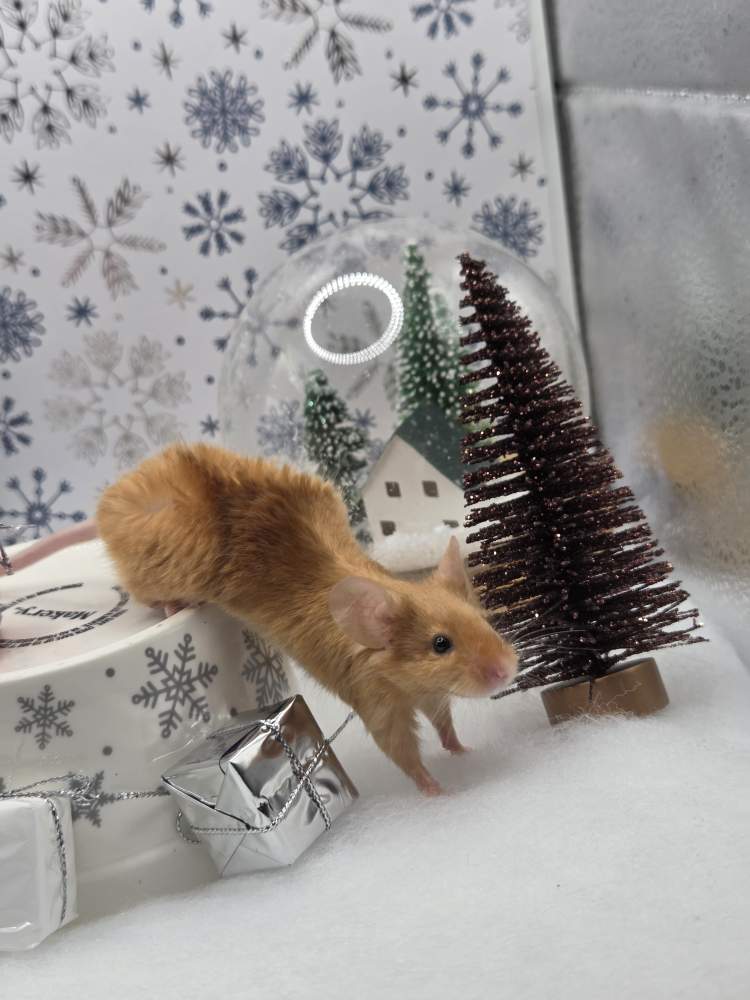 Fancy mouse Breeder Mus musculus 