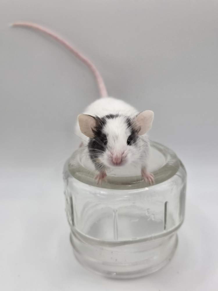 Fancy mouse Breeder Mus musculus 