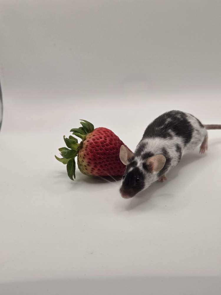 Fancy mouse Retired Mus musculus 