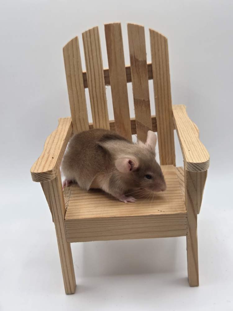 Fancy mouse Breeder Mus musculus 