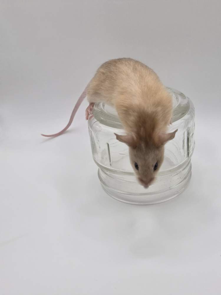 Fancy mouse Breeder Mus musculus 