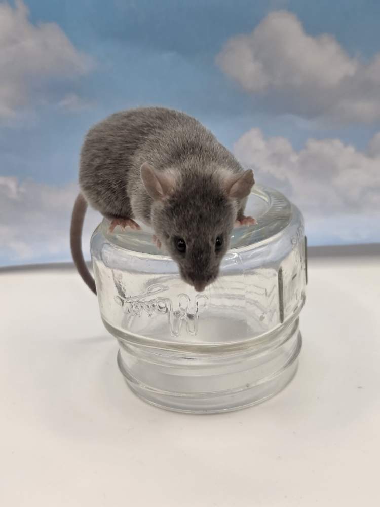 Fancy mouse Pet only Mus musculus 