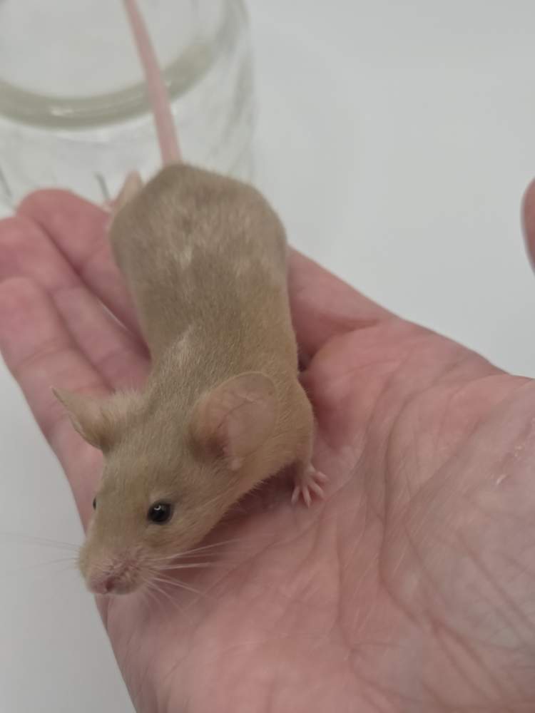 Fancy mouse Available for rehoming Mus musculus 