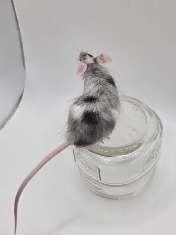 Fancy mouse Breeder Mus musculus 
